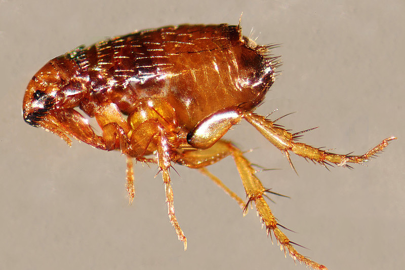 专业灭跳骚服务