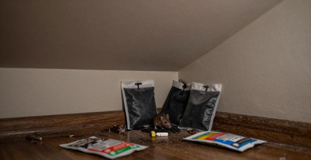 灭老鼠的药_老鼠药杀它仗_灭老鼠药剂